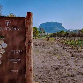 A 132 km da Capital, 1ª vinícola de MS vai unir sabor exclusivo ao turismo