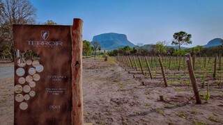 Primeira vinícola do Pantanal será no distrito de Camisão, Aquidauana. (Foto: Reprodução Redes Sociais)