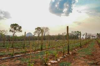 Plantação das uvas acontece em julho, para que colheita possa acontecer no inverno do mês seguinte. (Foto: Marcos Maluf)