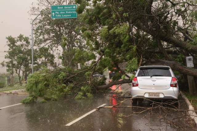 Com risco de temporal, disparam chamadas para vistorias em &aacute;rvores