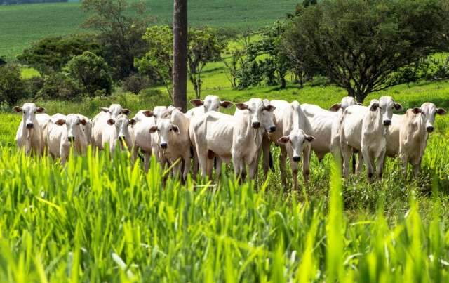 Plano ABC+ pretende reduzir emissão de carbono em mais de 1 bilhão de toneladas 