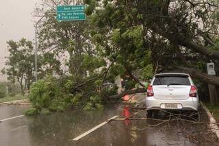 Árvore derrubada com a força do vento durante tempestade que atingiu a Capital. (Foto: Paulo Francis/Arquivo)