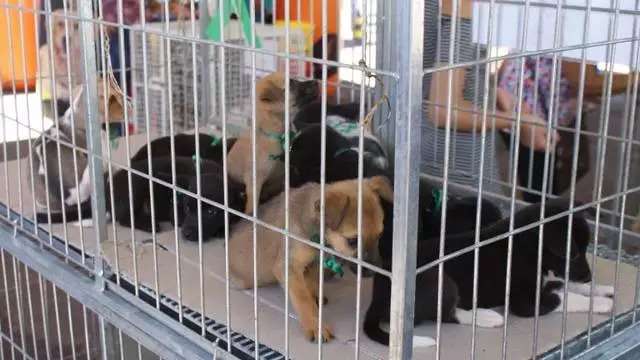 Doa&ccedil;&otilde;es para fundo do bem-estar animal poder&atilde;o ser feitas por boleto