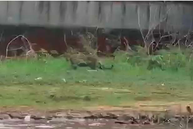 Olha a on&ccedil;a! Felinos s&atilde;o avistados pertinho, do outro lado do Rio Paraguai 