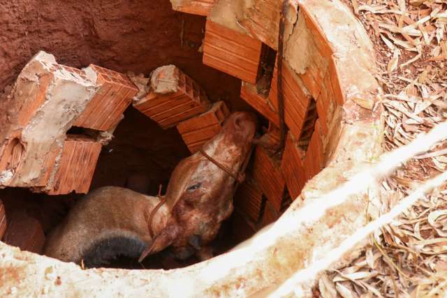 Menos de 12h depois de ser comprada, &eacute;gua cai em fossa de casa e morre