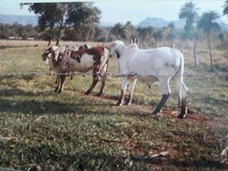 Foto antiga de gado na chácara de Elizabeth em Piraputanga. (Foto: Arquivo Pessoal)