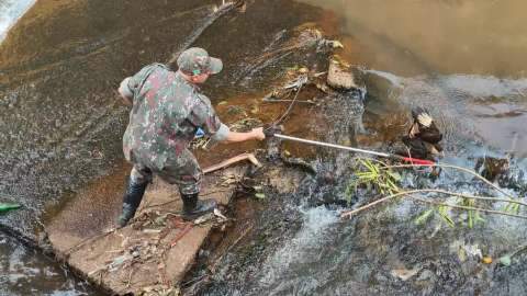 Morador encontra gavião-carcará ferido dentro do Córrego Segredo