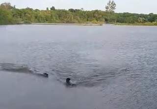 Imagem do momento em que jacaré se aproxima e ataca homem que nadava no Lago do Amor (Foto: Reprodução)
