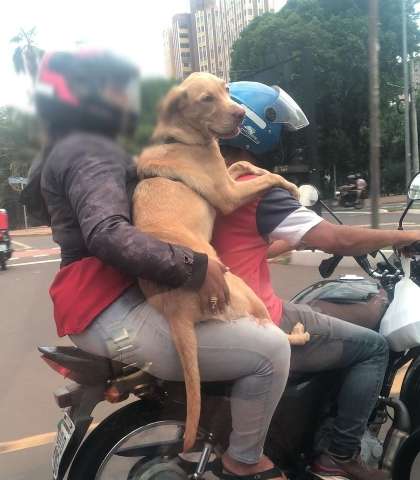 Casal transporta labrador em moto na avenida Afonso Pena 