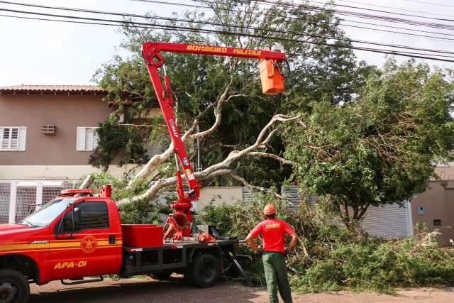 Oito dias e 24 liga&ccedil;&otilde;es depois, &aacute;rvore sobre muro &eacute; cortada em Campo Grande