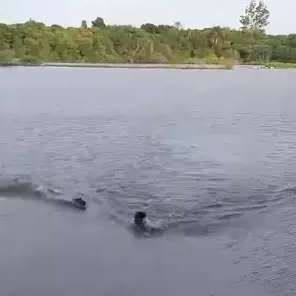 Vídeo: jacaré ataca e fere braço de homem que nadava no Lago do Amor