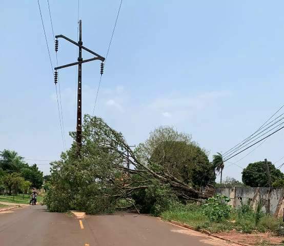 Ventania derruba telhas e &aacute;rvores e coloca Ponta Por&atilde; em alerta