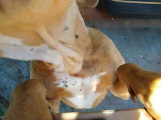 Ifestação de carrapatos no corpo do animal comprovaram maus-tratos (Foto Divulgação)
