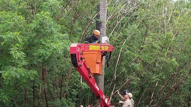 Pedestre percebe arara presa em ninho e ave &eacute; resgatada pelos bombeiros 