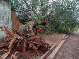 Árvore danificou casa e também a calçada da residência. (Foto: Marcos Maluf)