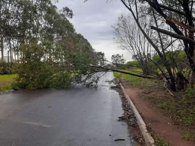  Avenida alagada e queda de &aacute;rvore impedem tr&acirc;nsito em bairro 