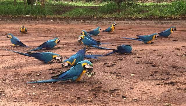 &quot;Privil&eacute;gio de Campo Grande&quot;, leitora v&ecirc; 16 araras-canind&eacute;s dentro da cidade