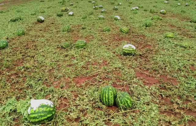 Ap&oacute;s &ldquo;vendaval, chuva e pedra&rdquo;, Eldorado vai decretar emerg&ecirc;ncia 