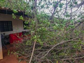Mais para o fundo da casa, a árvore não chegou a destruir a estrutura. (Foto: Marcos Maluf)