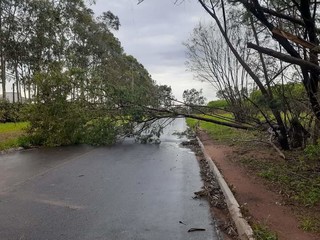 Árvore, que caiu durante o temporal, interditando a avenida. (Foto: Direto das Ruas)&nbsp;