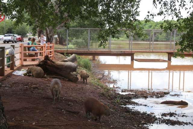Sem sinaliza&ccedil;&atilde;o e prote&ccedil;&atilde;o contra nado ou jacar&eacute;, lago &eacute; convite para &quot;aventura&quot;