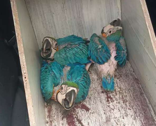 De arara a gavi&atilde;o-pombo, animais silvestres v&iacute;timas de tempestade s&atilde;o socorridos