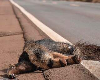 Tamanduá-bandeira morto após atropelamento na rodovia; meta do programa é evitar que cenas como essa se repitam nas estradas do Estado. (Foto: Amapara Silvestre)