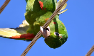 A ave bicou o fio de alta tensão e recebeu a descarga elétrica. (Foto: Vinicius Santana)
