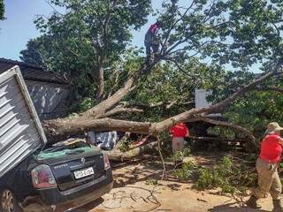 Comércio e carro foram destruídos por árvore. (Foto: Marcos Maluf)