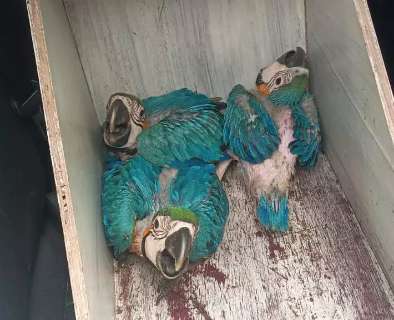 De arara a gavião-pombo, animais silvestres vítimas de tempestade são socorridos