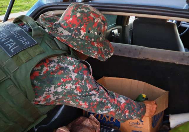 Homem &eacute; preso e multado em R$ 10 mil ap&oacute;s ser flagrado transportando papagaios