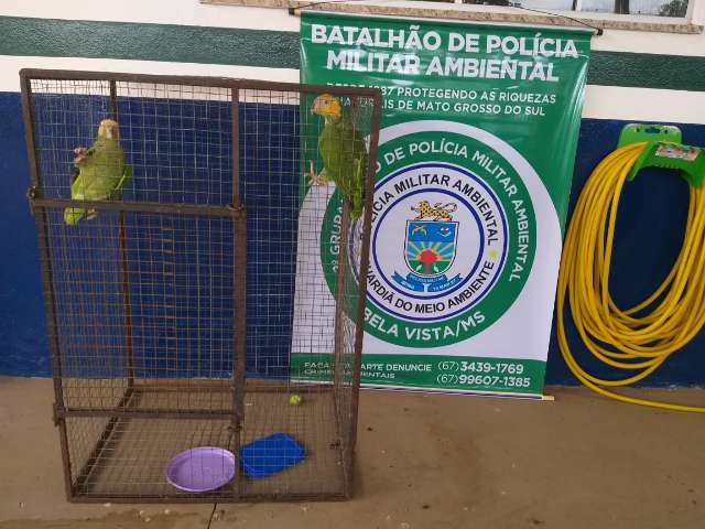 Papagaios criados em cativeiro s&atilde;o resgatados ap&oacute;s serem abandonados por dona