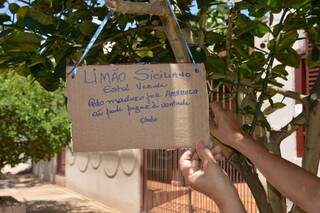 Moradora fez placa com papelão para informar que limão está verde. (Foto: Jéssica Fernandes)