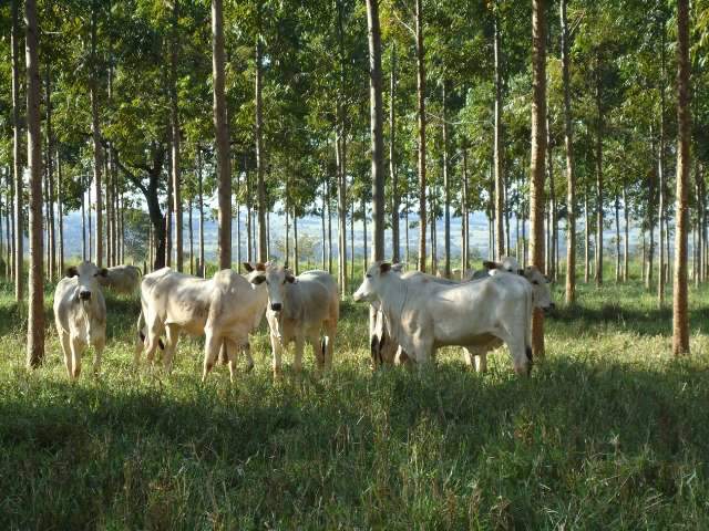 MS leva ILPF, Carne Carbono Neutro e outras experiências sustentáveis para COP26