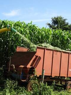 Corte do sorgo gigante boliviano em fazenda ao sul de Goiás: altura do material facilmente supera os cinco metros. (Fotos: Ariosto Mesquita/Divulgação)