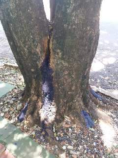  Moradores denunciam envenenamento de árvores no Cabreúva 