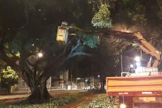 Óleo de Neem é aplicado em árvores centenárias de Campo Grande. (Foto: Divulgação)