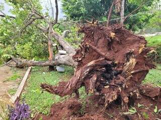 Árvore que caiu na unidade da Avenida Mato Grosso, durante temporal do mês passado. (Foto: Direto das Ruas)