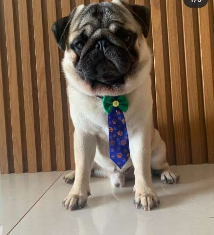 Volta para casa pug famoso nas redes sociais furtado no Rita Vieira 