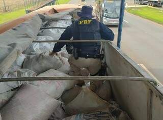 Policial rodoviário sobre carreta que levava pesticida ilegal escondido em adubo. (Foto: Divulgação)