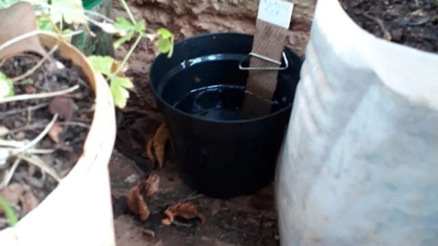 Prefeitura inicia soltura de ovos de mosquitos com &quot;&#039;wolbachia&quot; neste s&aacute;bado 