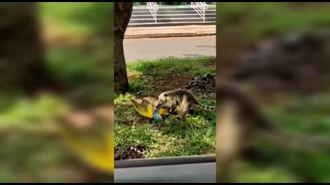 Arara morre e vira comida de quati no Parque dos Poderes