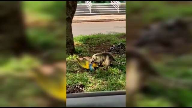 Arara morre e vira comida de quati no Parque dos Poderes