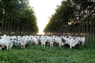 Uso de integração lavoura-pecuária-floresta reduz tanto o tempo de terminação dos animais quanto o metano. (Foto: Divulgação/Embrapa)