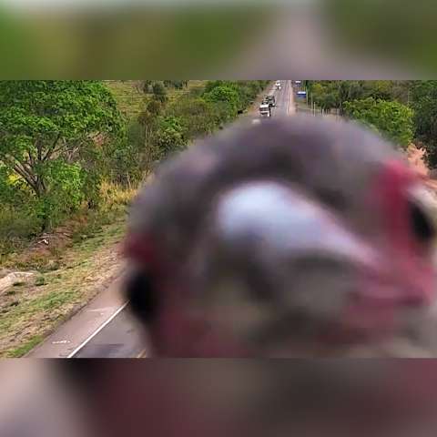 C&acirc;mera em rodovia de MS flagra a fofura de passarinhos exibidos