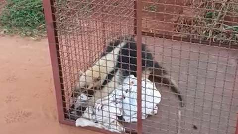Tamanduá-mirim é capturado dentro de residência em Anaurilândia