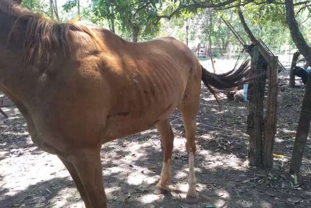 Motociclista morreu depois de colisão com cavalo solto na pista