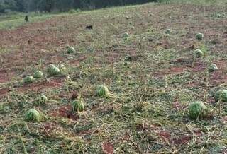 Lavoura de melancia destruída por chuva de granizo em Capiibary. (Foto: Direto das Ruas)