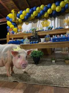 Porquinho de estima&ccedil;&atilde;o ganha festa de anivers&aacute;rio do Pequeno Pr&iacute;ncipe