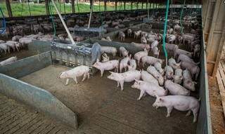 De julho a setembro deste ano, o abate de suínos alcançou 13,70 milhões de cabeças. (Foto: Arquivo/CNA)